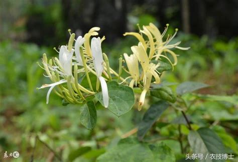 金銀花種植方法|金銀花的種植技術及注意事項